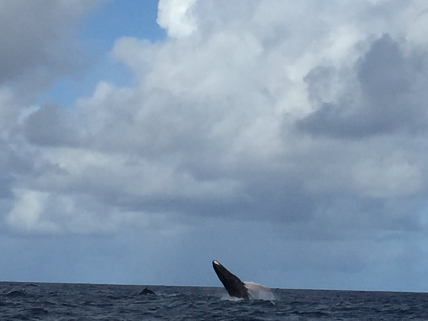 Wal vor Trinidad beim Mitsegeln